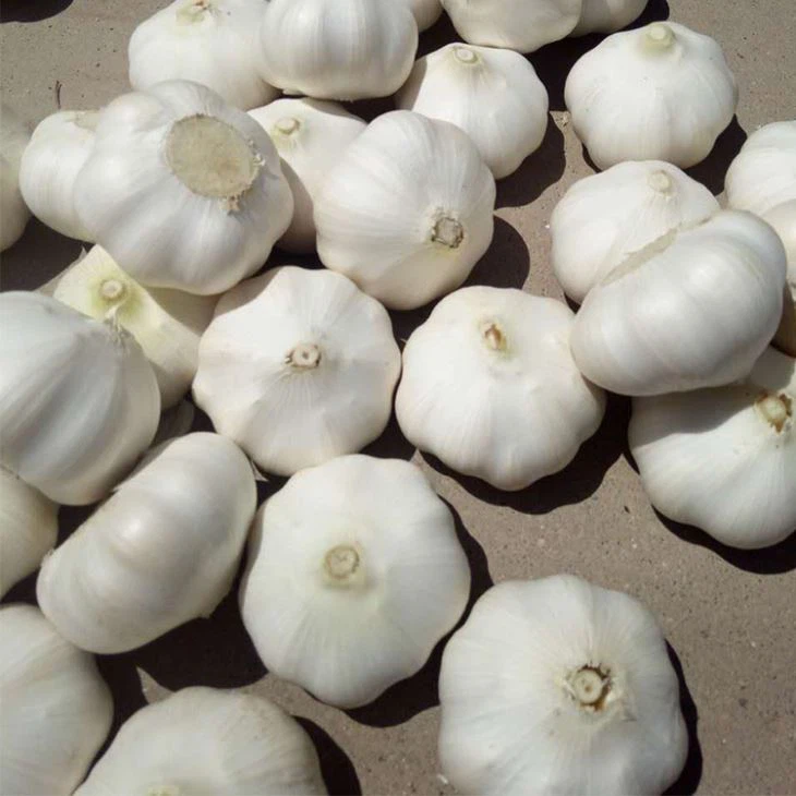 Garlic In Season