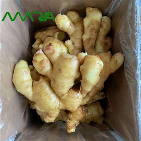 Gengibre fresco da nova temporada